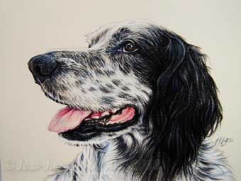 Portrait de chien de race Setter